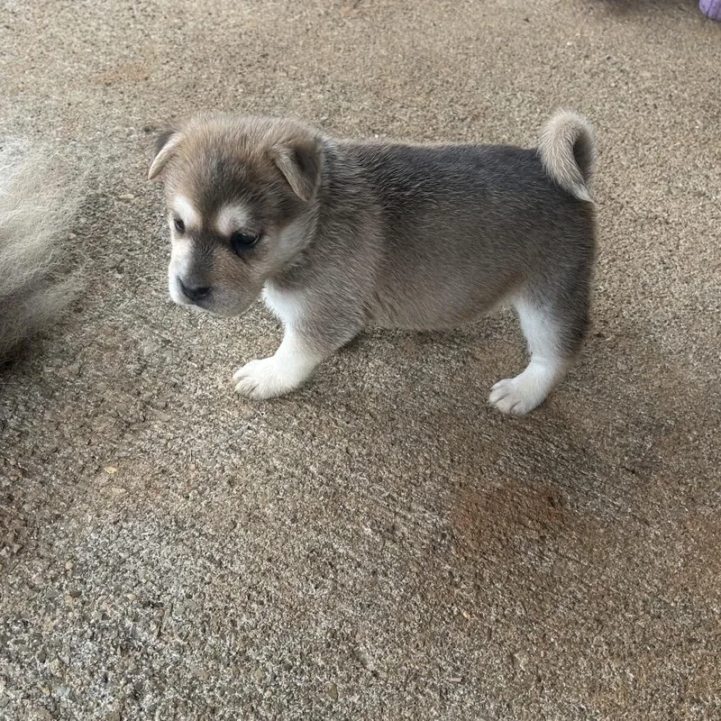 Mcconville thumbnail 3