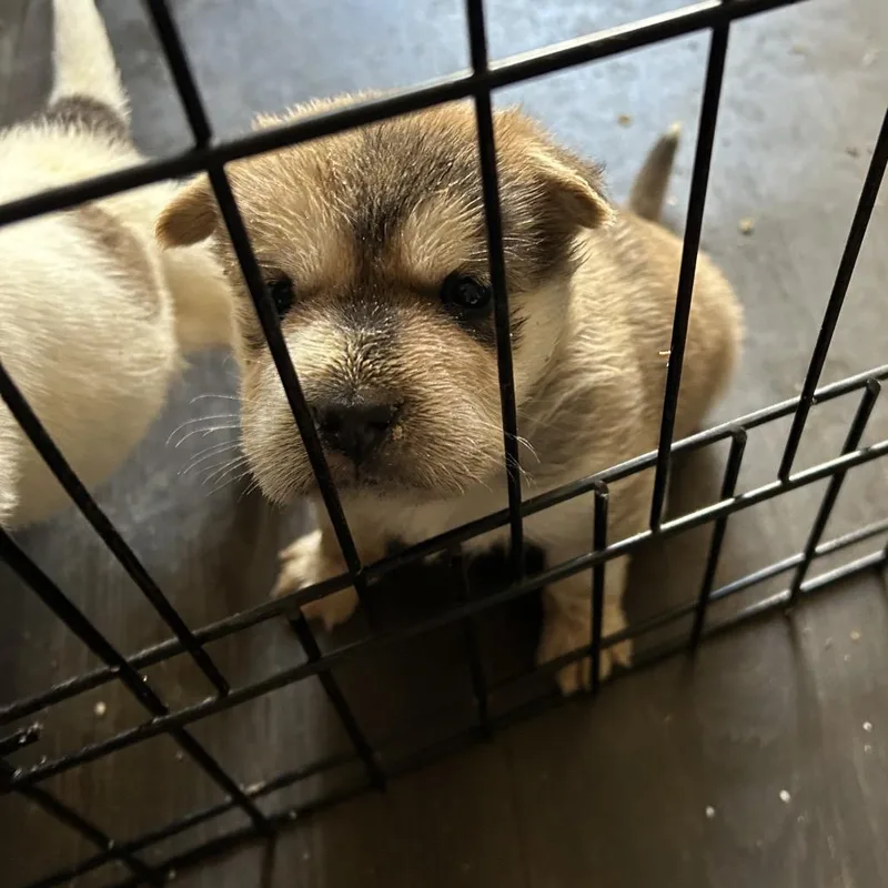 Mcconville thumbnail 4