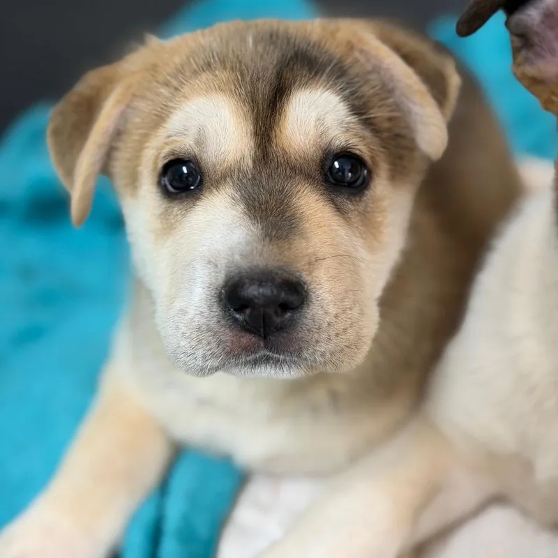 Mcconville thumbnail 5