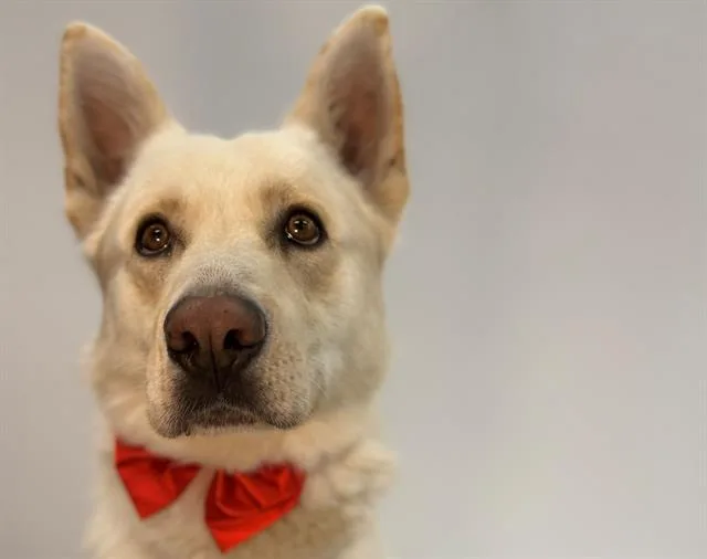 An adult medium-sized male German Shepherd Dog dog named Snowball for adoption in Santa Rosa, CA