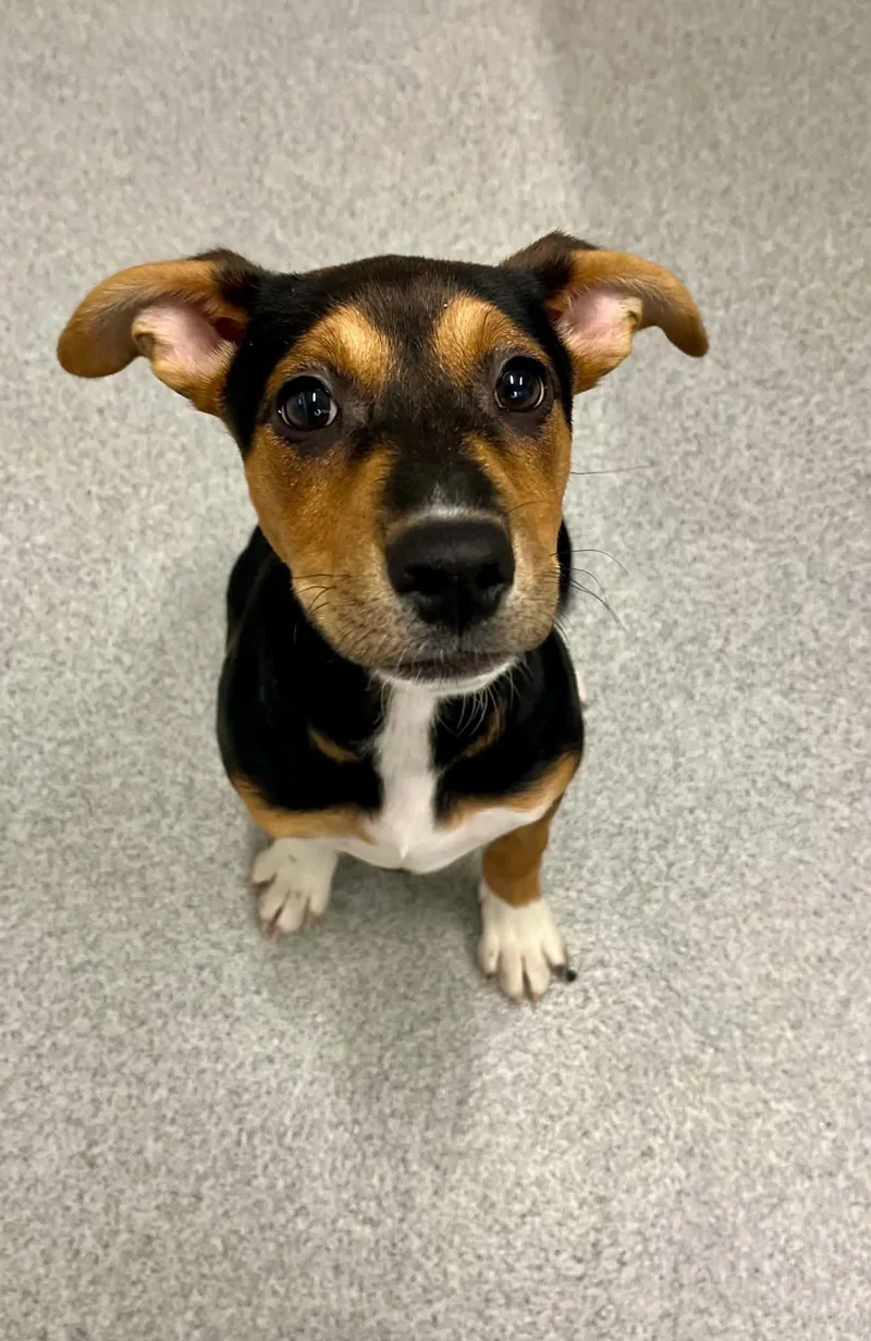A baby medium-sized female Mixed Breed dog named Juna for adoption in Moundsville, WV