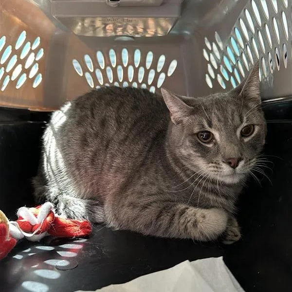 A young medium-sized male Gray / Blue / Silver Domestic Short Hair cat named Pj for adoption in Hawthorne, CA