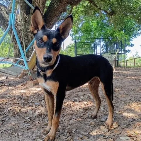A young small-sized male White / Cream Miniature Pinscher dog named Bernardo for adoption in Houston, TX
