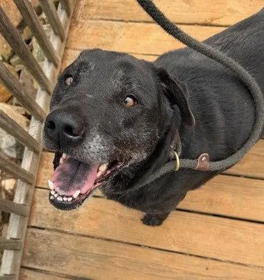 A senior medium-sized female Labrador Retriever dog named Hattie for adoption in Carrollton, GA