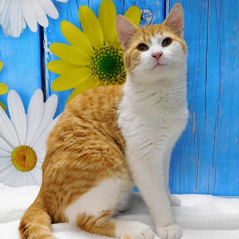 A young medium-sized male Orange / Red Domestic Short Hair cat named George for adoption in Peoria, IL