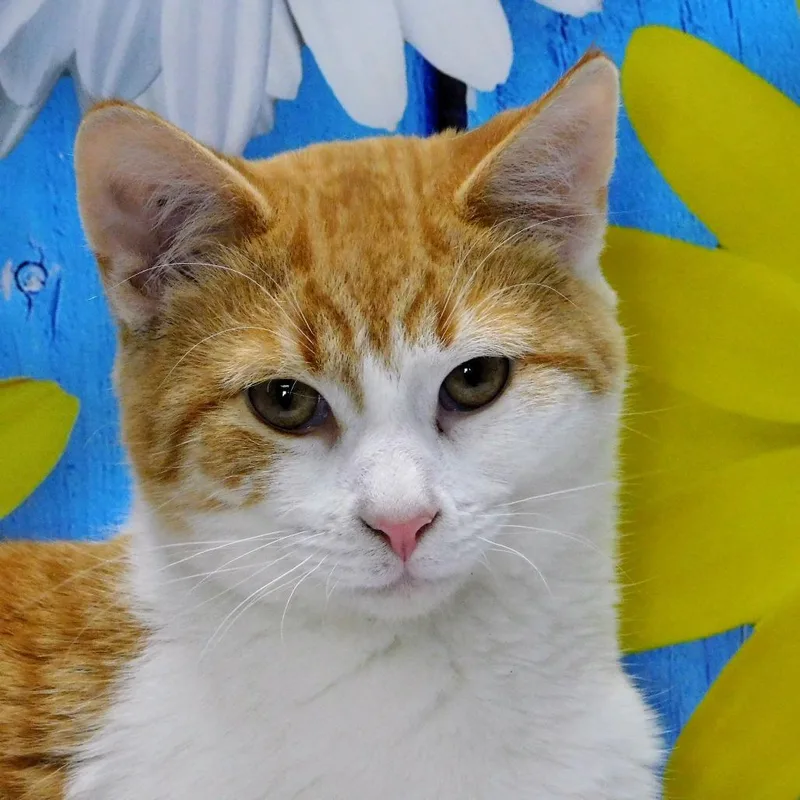 George thumbnail 3