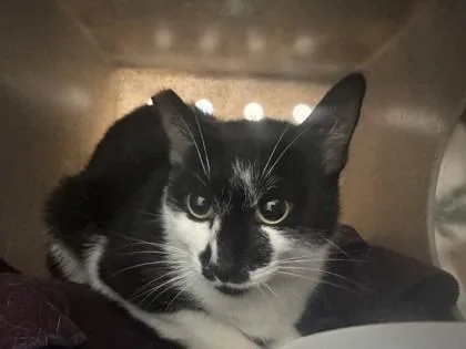 An adult small-sized female Domestic Short Hair cat named Smudge for adoption in Roseville, CA