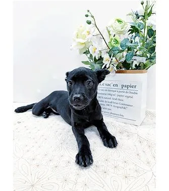 A young medium-sized female Black Labrador Retriever dog named Love for adoption in Castro Valley, CA