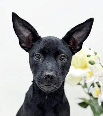 Love thumbnail 3