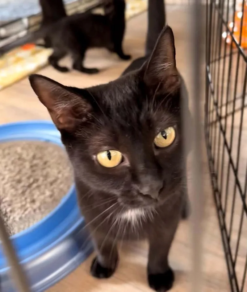 A young small-sized female Domestic Short Hair cat named Noira for adoption in Harpers Ferry, WV