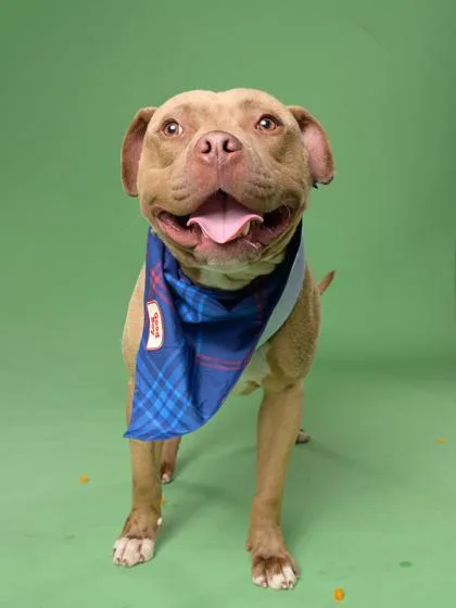 An adult large-sized male American Staffordshire Terrier dog named Gronk for adoption in Atlanta, GA