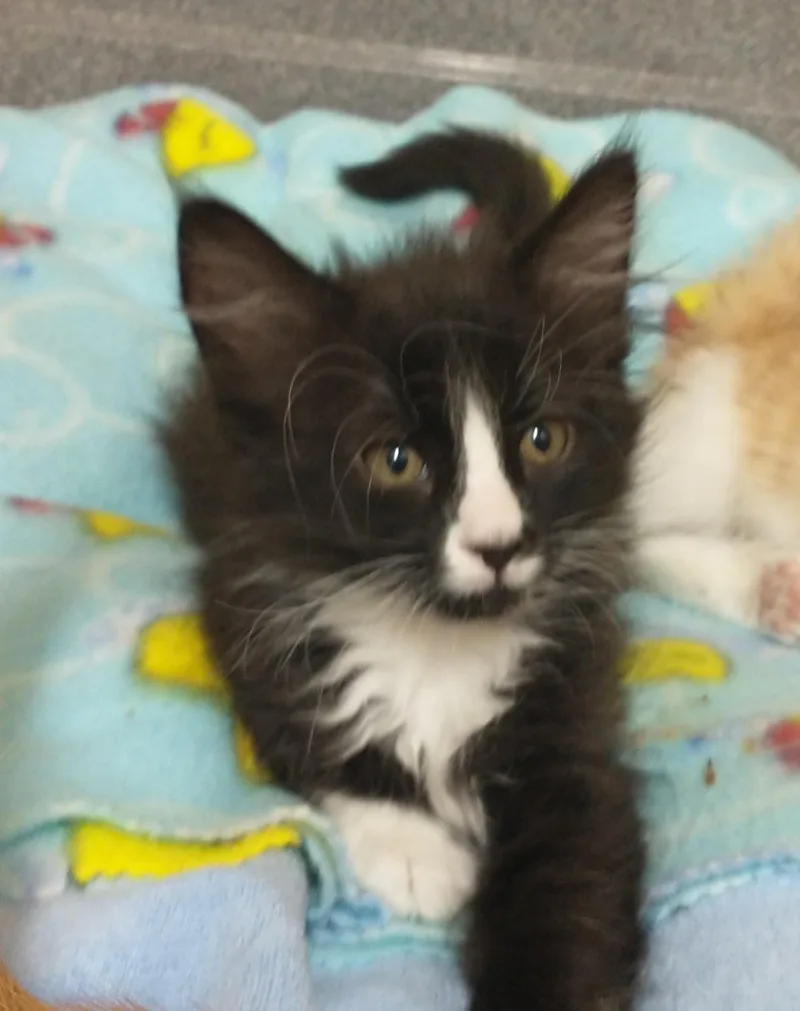 A baby medium-sized male Black & White / Tuxedo Domestic Medium Hair cat named Jim Dandy for adoption in Tomah, WI