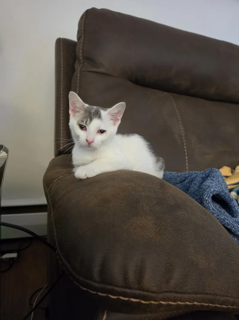 A baby medium-sized female Domestic Short Hair cat named Shelby and Tessie for adoption in Succasunna, NJ