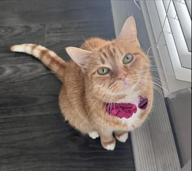 A senior medium-sized female Tabby (Orange / Red) Domestic Short Hair cat named Arya for adoption in Liverpool, TX