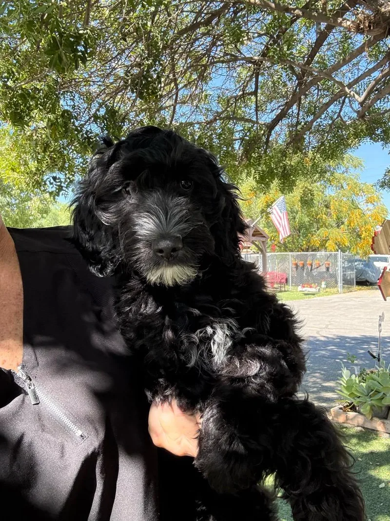 A young medium-sized male Black Goldendoodle dog named Denver for adoption in Temecula, CA