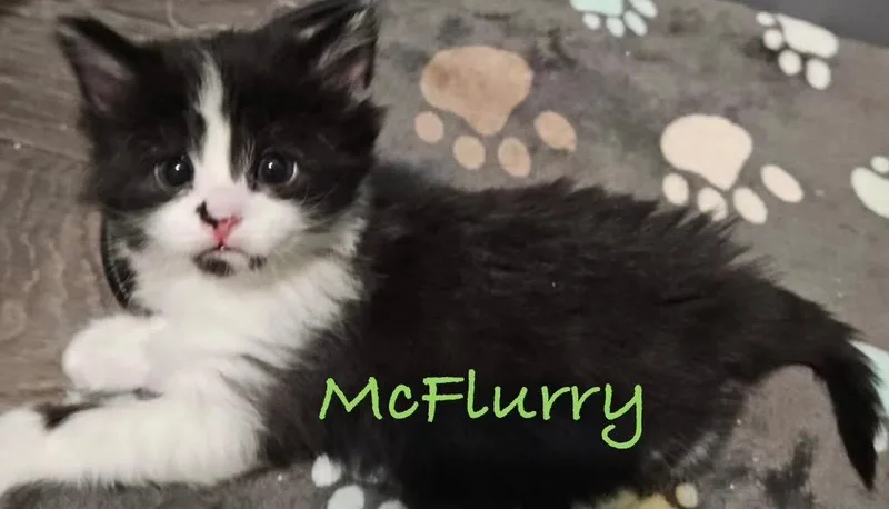 A baby small-sized female Domestic Long Hair cat named McFlurry for adoption in Ogden, UT