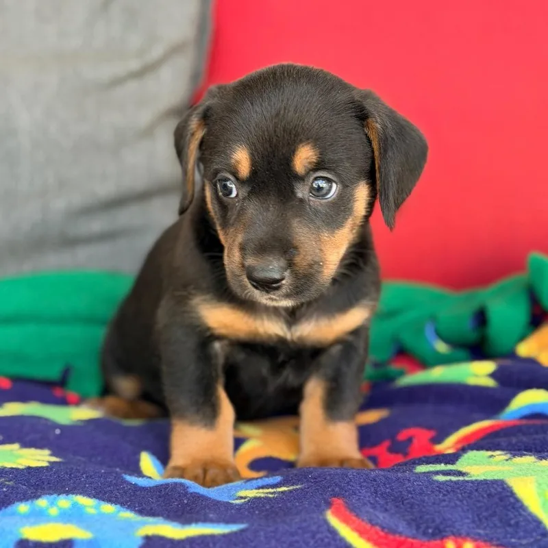 A baby small-sized female Black Mixed Breed dog named Caroline for adoption in Branson, MO