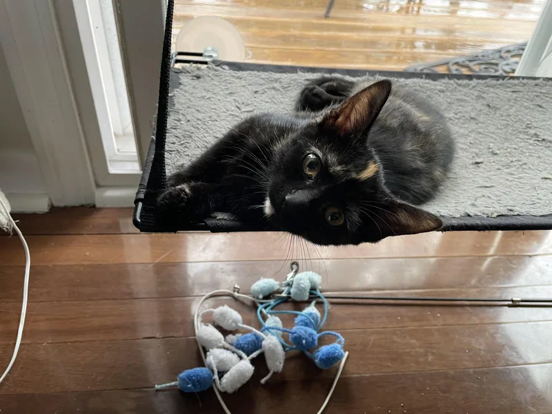 An adult medium-sized female Domestic Short Hair cat named Huia for adoption in Walled Lake, MI