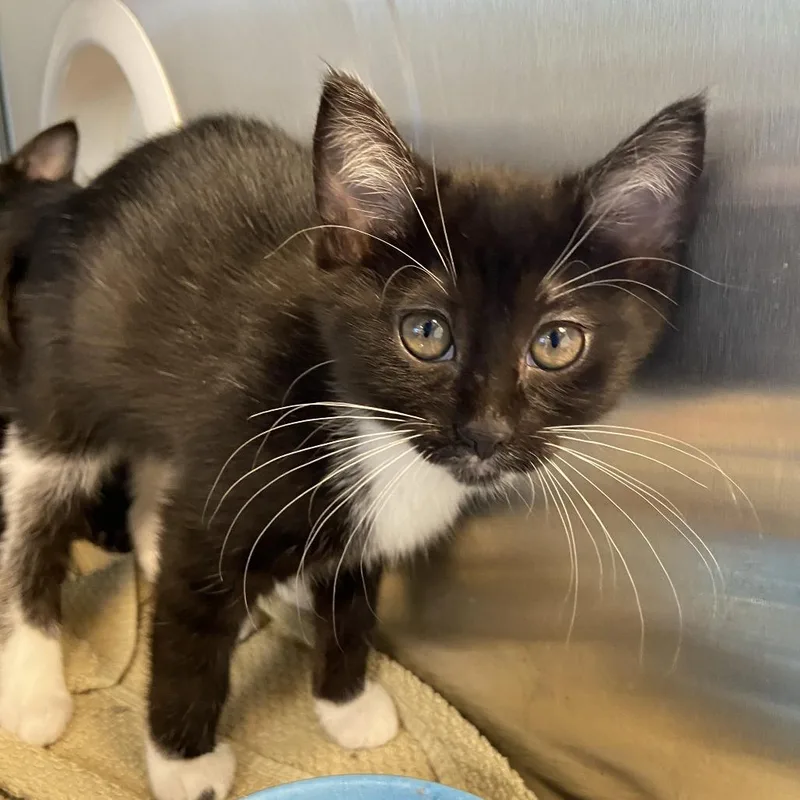 A baby small-sized female Black Domestic Short Hair cat named Shiloh for adoption in Washington Township, OH