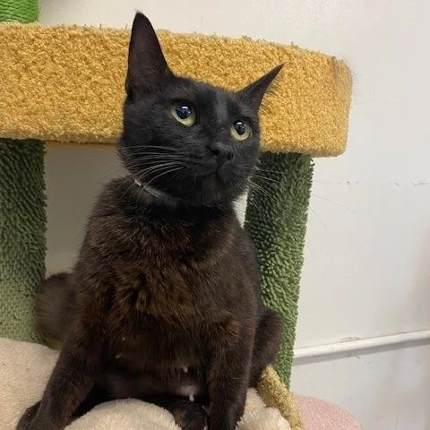 A young medium-sized female Black Domestic Short Hair cat named Rumi for adoption in Hawthorne, CA