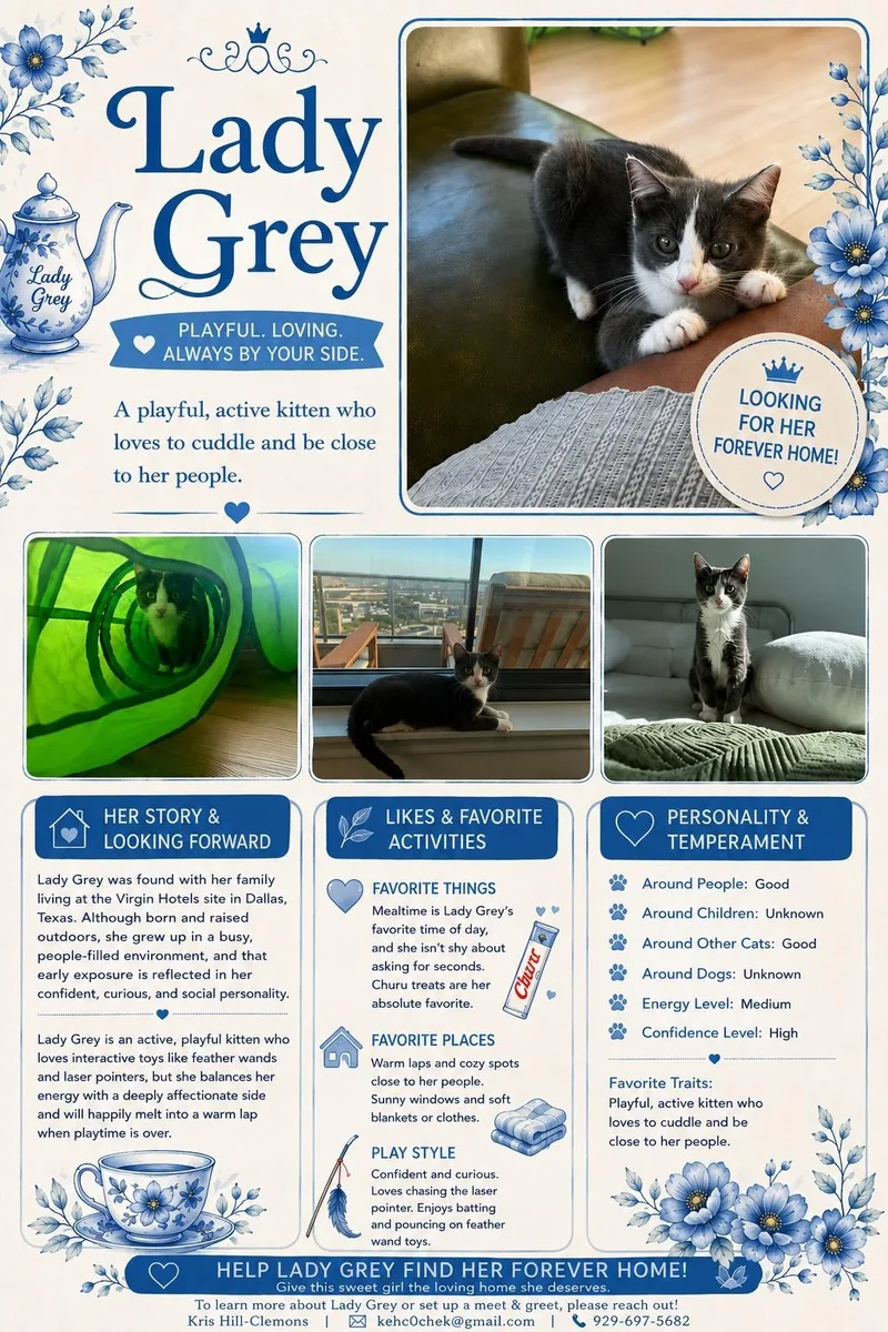 A baby medium-sized female Black & White / Tuxedo Domestic Short Hair cat named Lady Grey for adoption in Parker, TX