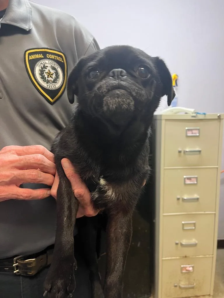 A young small-sized female Pug dog named Melody for adoption in New Braunfels, TX