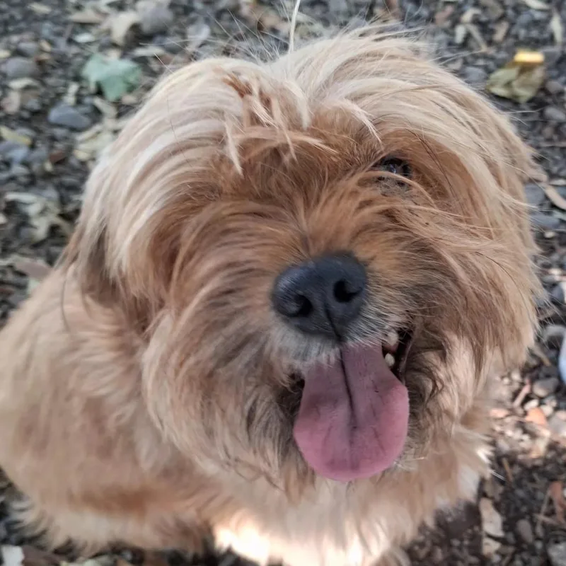 An adult small-sized male Yellow / Tan / Blond / Fawn Shih Tzu dog named Bear for adoption in Spokane, WA