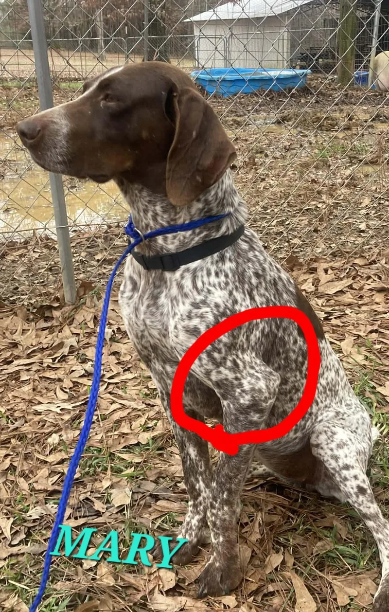 A senior medium-sized female Brown / Chocolate German Shorthaired Pointer dog named Mary for adoption in Andover, MA
