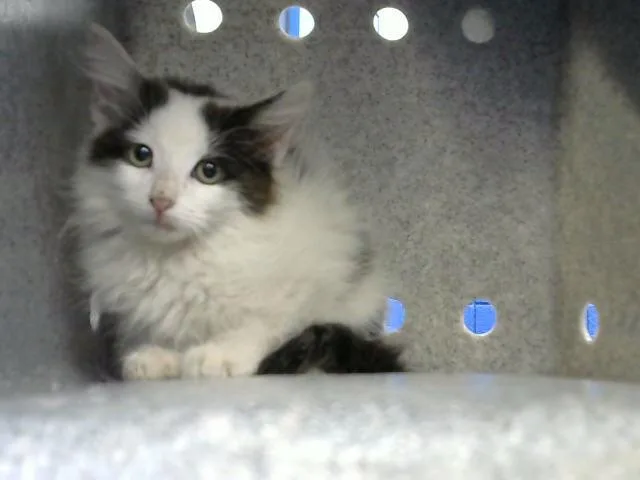 A baby small-sized female Domestic Medium Hair cat named Linda for adoption in Albuquerque, NM
