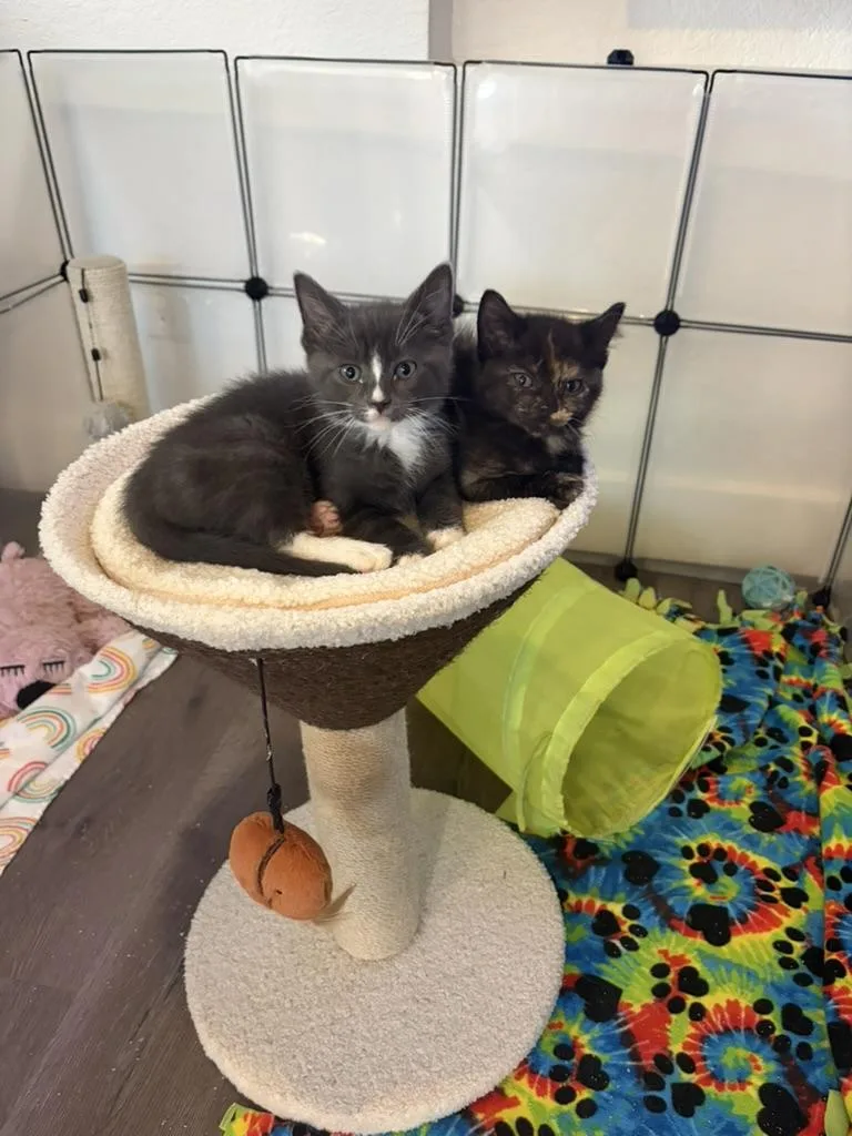 A young medium-sized female Domestic Short Hair cat named Ramble for adoption in Denver, CO