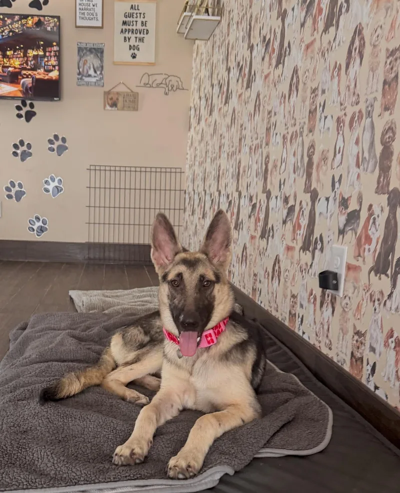 An adult large-sized female Apricot / Beige German Shepherd Dog dog named Zeta for adoption in Houston, TX