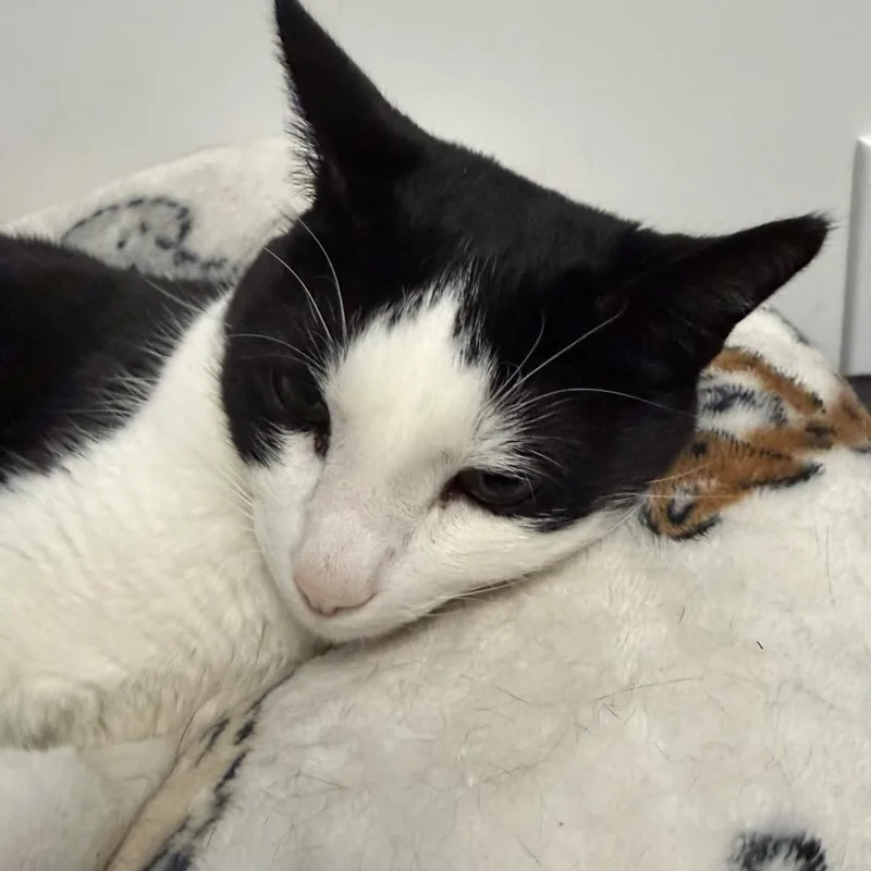 A senior medium-sized female Black Domestic Short Hair cat named Gertrude for adoption in Brownsboro, AL