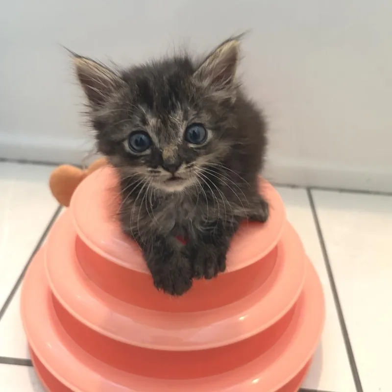 A baby small-sized female Domestic Short Hair cat named Boo for adoption in Los Angeles, CA