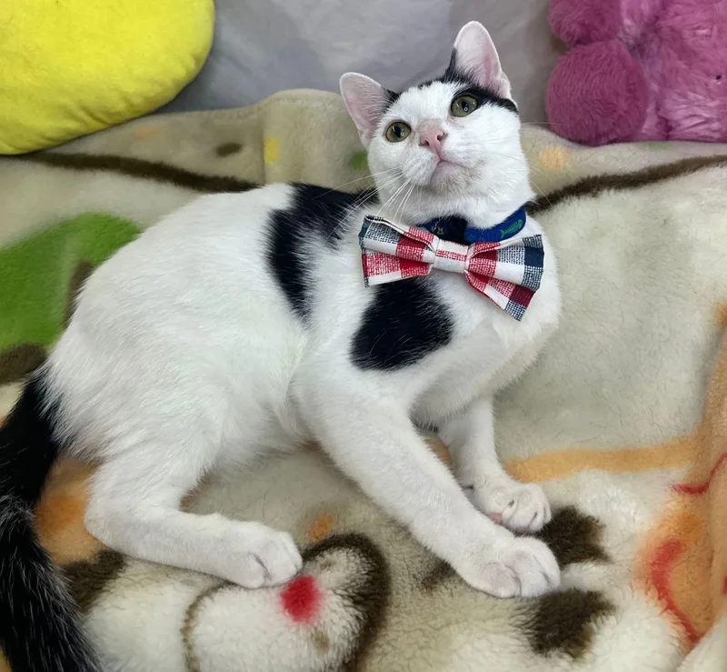 A young medium-sized female Buff & White Domestic Short Hair cat named Benedita for adoption in Margate, FL