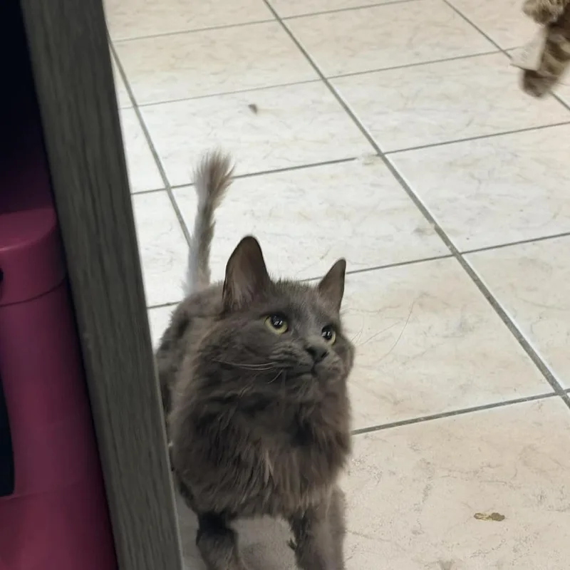 An adult small-sized male Gray / Blue / Silver Domestic Long Hair cat named Ghost Bahr for adoption in Eagle Mountain, UT