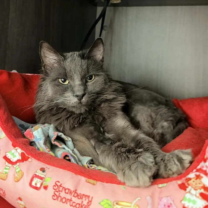 Ghost Bahr thumbnail 2