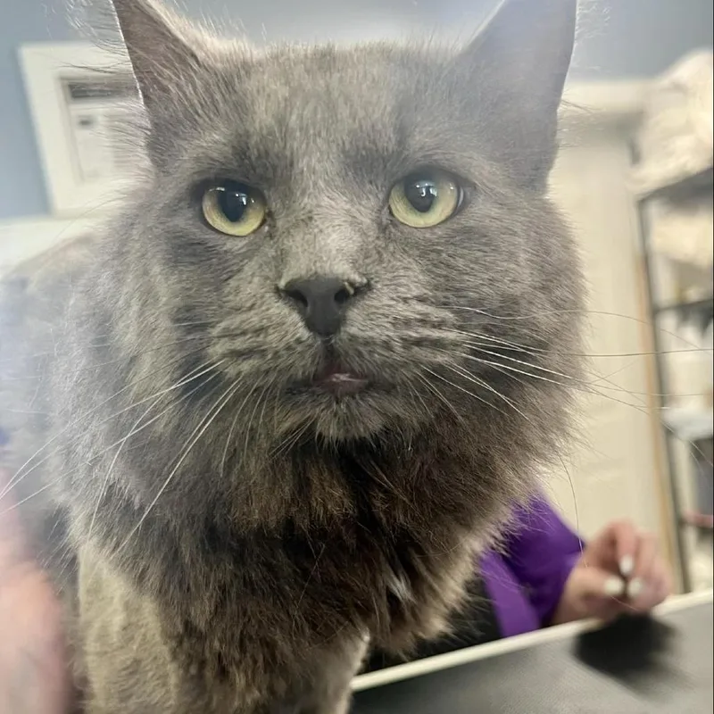 Ghost Bahr thumbnail 4