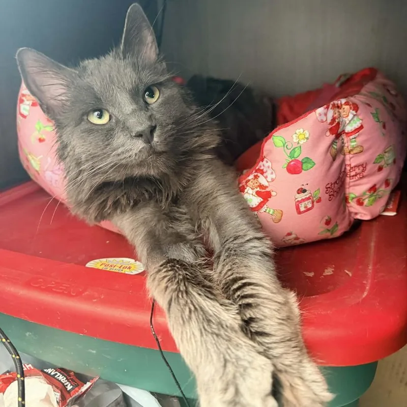 Ghost Bahr thumbnail 6