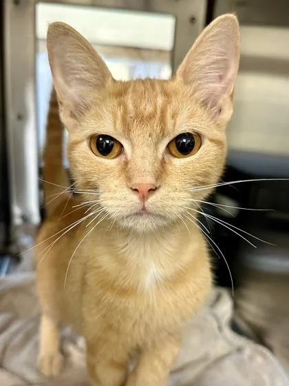 A young medium-sized female Orange / Red Domestic Short Hair cat named Sunny for adoption in Wichita, KS