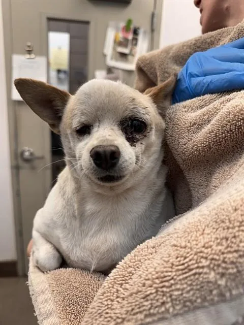 A senior small-sized male Chihuahua dog named Tumbleweed for adoption in Tucson, AZ