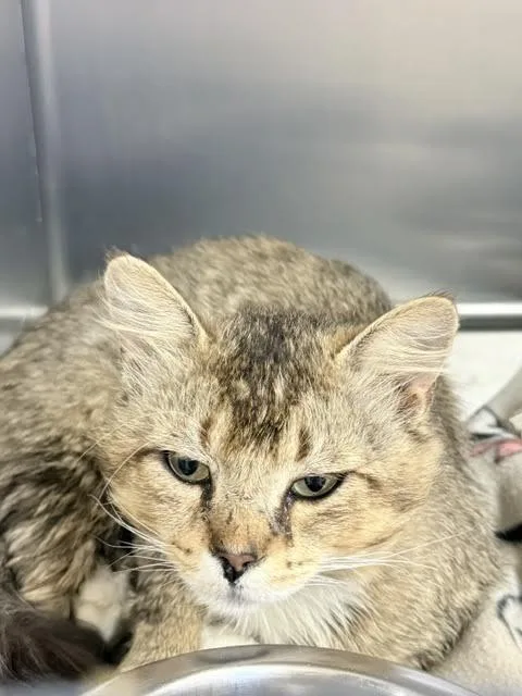 Cornelius
