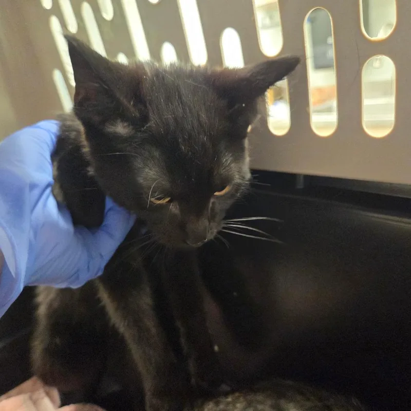 A baby small-sized female Black Domestic Short Hair cat named Gwyndolin for adoption in Chattanooga, TN