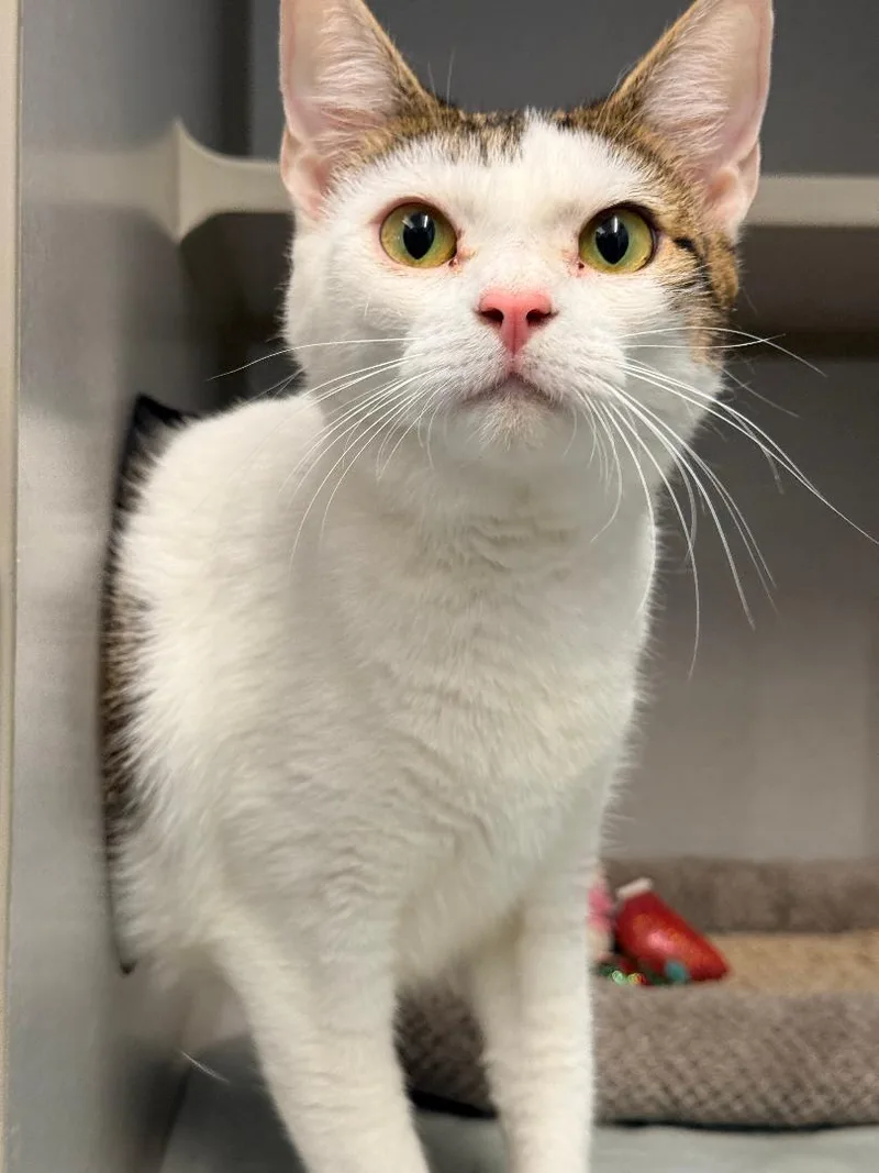 An adult medium-sized female White Domestic Short Hair cat named Casia for adoption in Winter Haven, FL