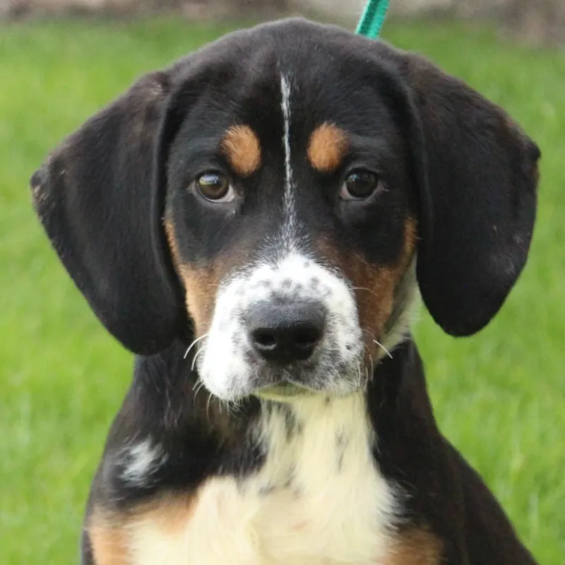 A baby large-sized male Tricolor (Brown, Black, & White) Hound dog named Tumble for adoption in Eaton, OH