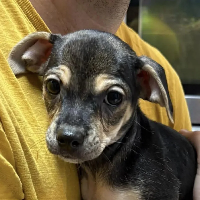 A baby small-sized female Black Chihuahua dog named Snickerdoodle for adoption in Jacksonville, FL
