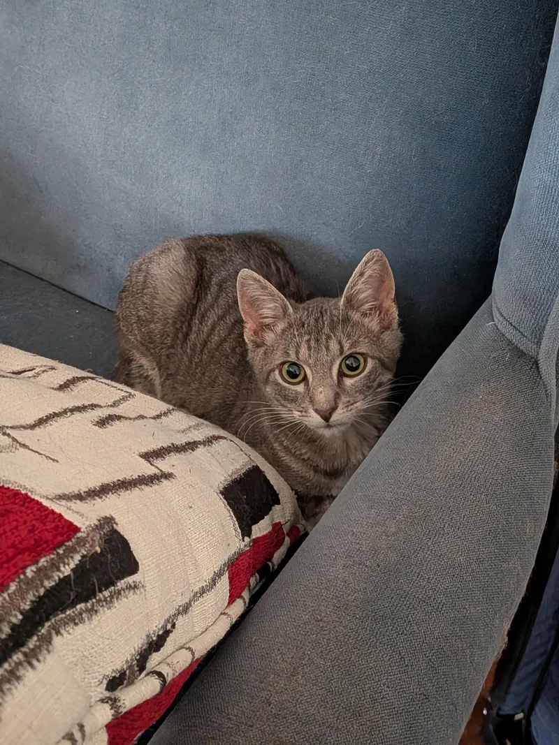 A young medium-sized female Tabby (Gray / Blue / Silver) Domestic Short Hair cat named The Flash for adoption in Bayonne, NJ