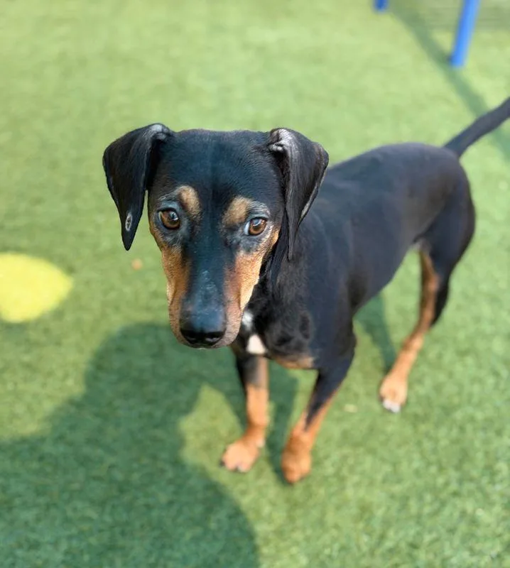 A young small-sized female Miniature Pinscher dog named Chispa for adoption in Portland, ME