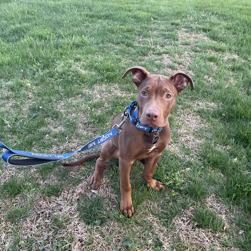 A baby medium-sized male Brown / Chocolate Pit Bull Terrier dog named Teddy for adoption in Avondale, PA