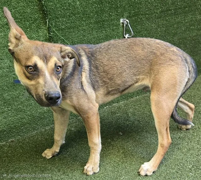 A young medium-sized male Australian Cattle Dog / Blue Heeler dog named Graham for adoption in Lancaster, CA