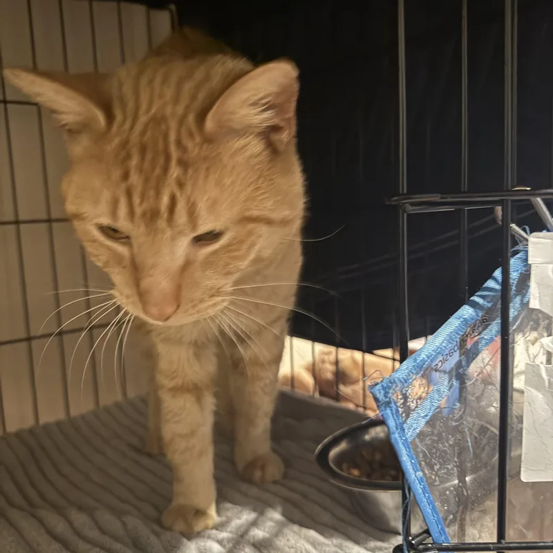 A young medium-sized male Orange / Red Domestic Short Hair cat named Julius Caesar for adoption in Galloway, NJ